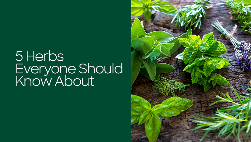 5 Powerful Herbs That Support Overall Health